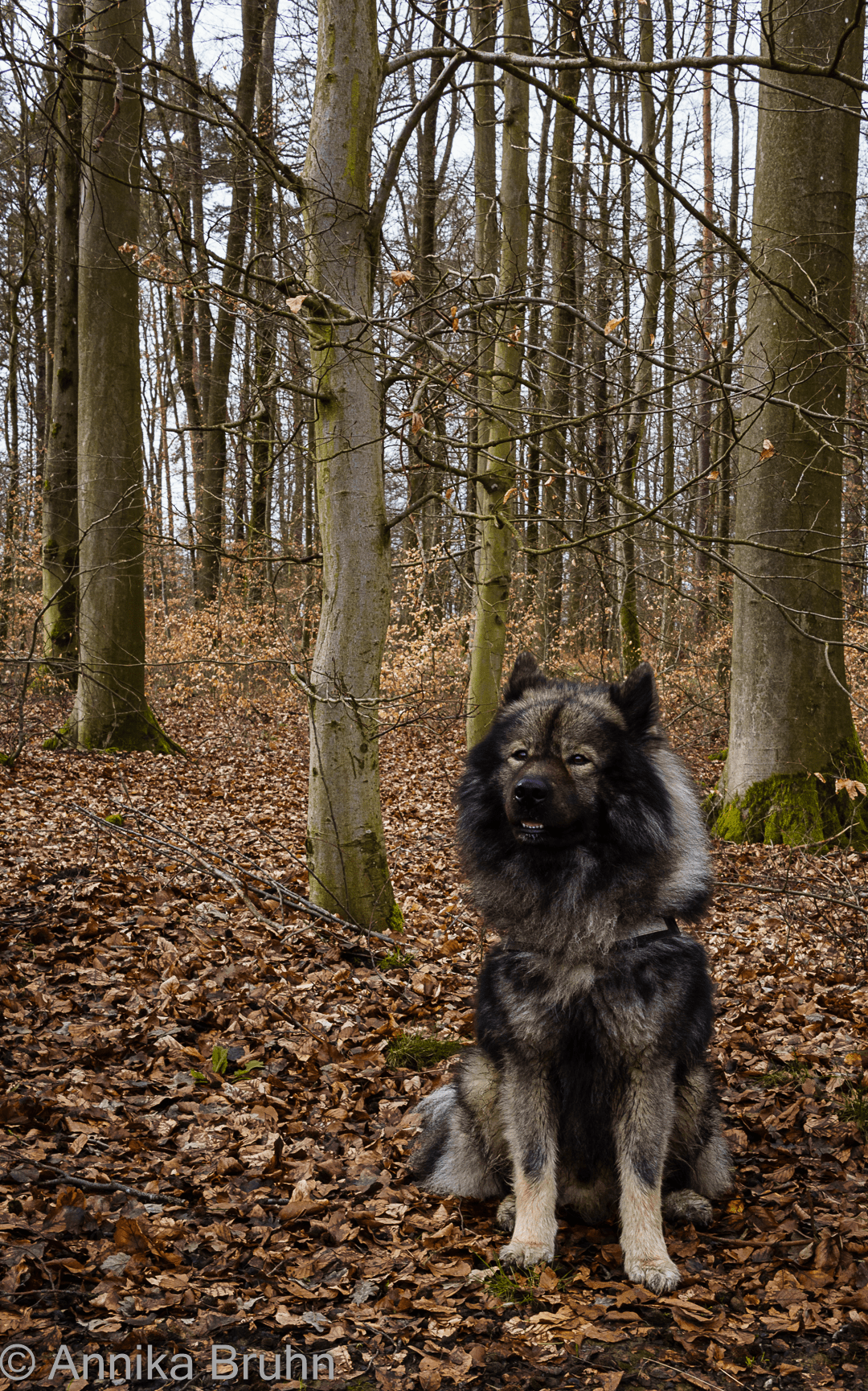 Q wartet ganz lieb
